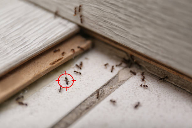 Best Wildlife Control Services  in Scottsboro, AL