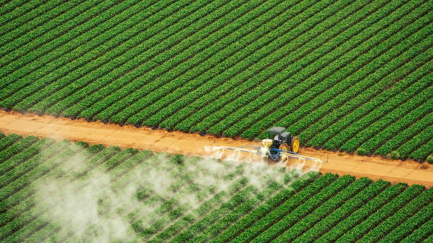 Best Termite Control Services  in Scottsboro, AL