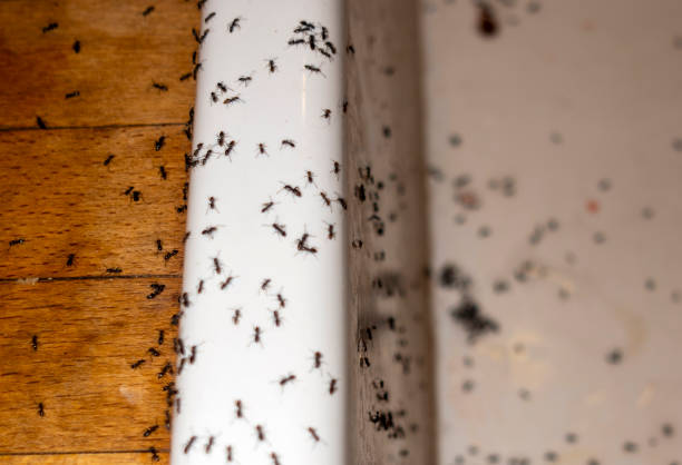 Best Emergency Pest Control  in Scottsboro, AL